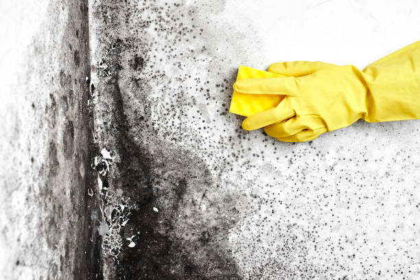 Best Emergency Mold Removal  in Ault, CO