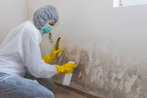 Best Local Mold Removal Service  in Ault, CO