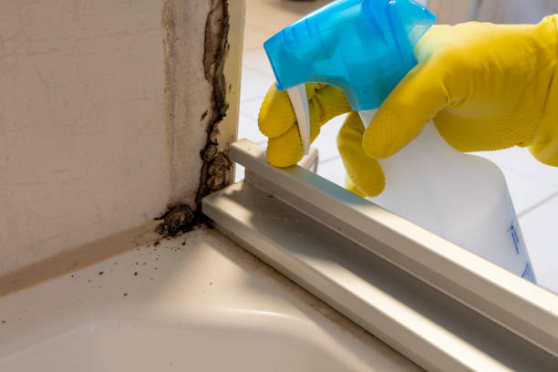 Best Home Mold Removal  in Ault, CO