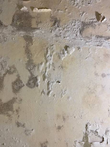Best Emergency Mold Removal  in Ault, CO