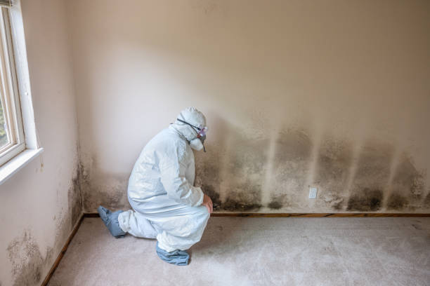 Best Mold Remediation Services  in Ault, CO