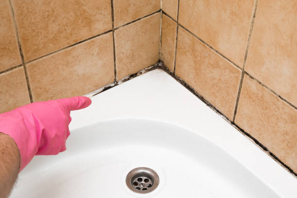 Best Home Mold Removal  in Ault, CO